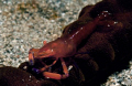   Parasitic Isopod inside Gills Shrimp. Shrimp  